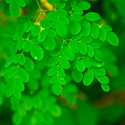 Planta de moringa