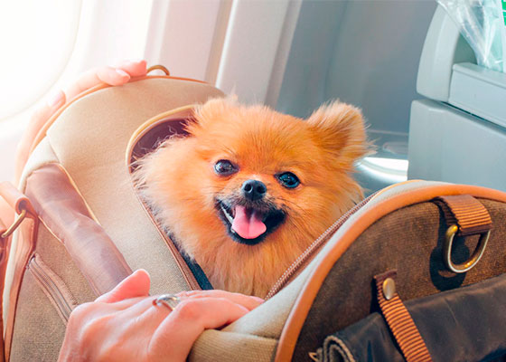como-viajar-con-tu-mascota-requisitos-avion-bus