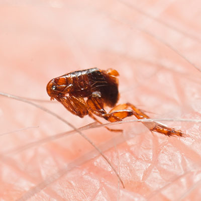 ectoparasitosis
