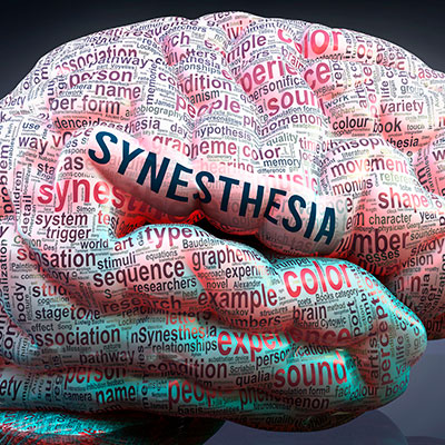 Representación visual del cerebro humano cubierto de palabras relacionadas con la sinestesia, como color, sonido y percepción sensorial cruzada