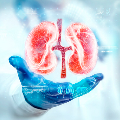 Mano de un médico con bata y guantes azules sosteniendo el riñón destacando el cuidado y la protección de la salud renal.