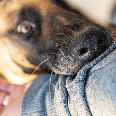 un perro con rabia muerde la mano de un hombre