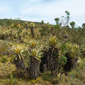 Parque Nacional Natural El Cocuy